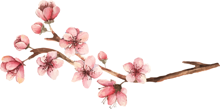 Image - Cherry Blossom (879x394), Png Download