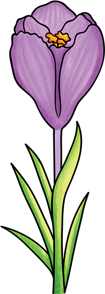 Crocus (277x585), Png Download