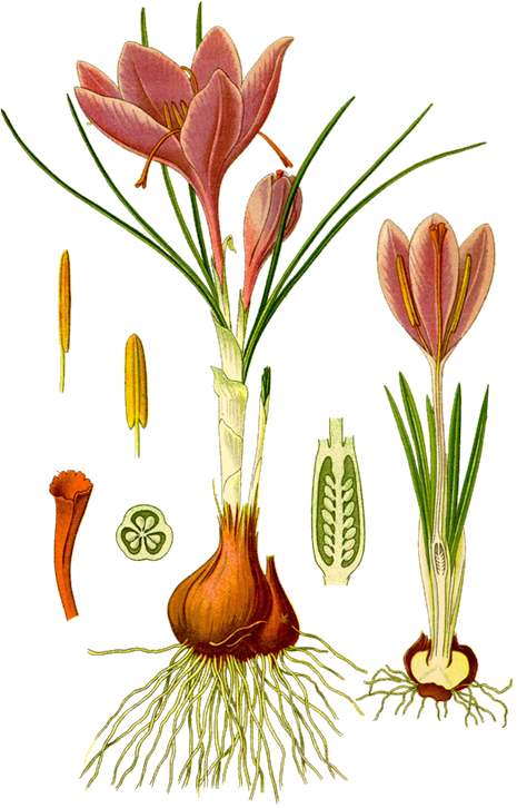 Le Crocus Cultivé, Le Safran Ou Safran Cultivé Est - Crocus Sativus Diagram (465x726), Png Download