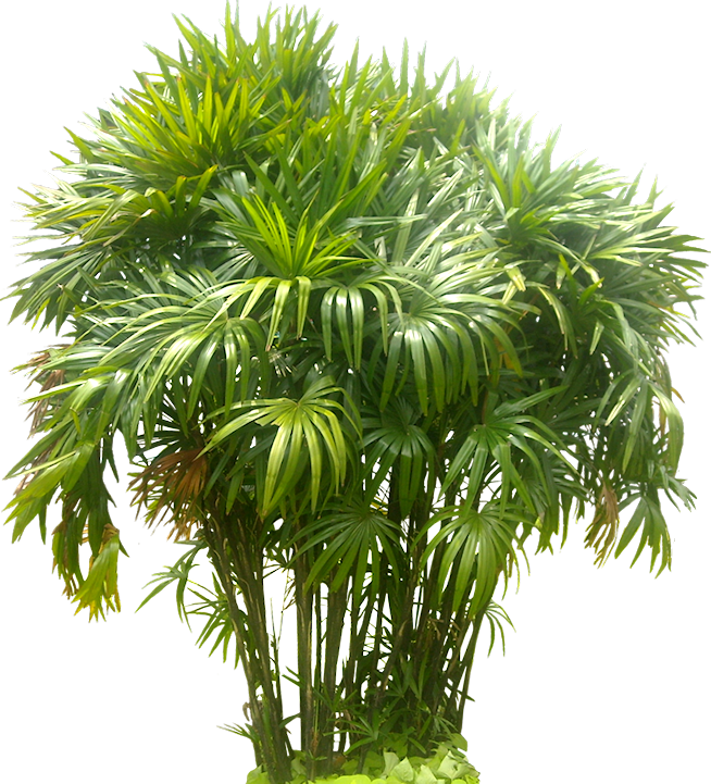 Rhapis Tree Png Image - Lady Palm Transparent Background (654x721), Png Download