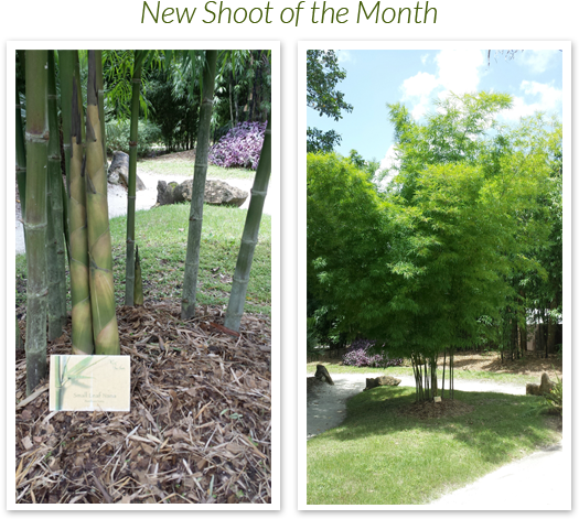 Florida Bamboo, Bamboo Nursery, Bamboo Plants - Bamboo (560x495), Png Download