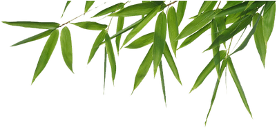 Bamboo Header Transparent Png - Png Transparent Bamboo Png (400x400), Png Download