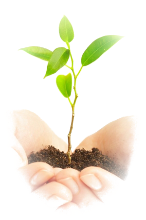 Bamboo Living Delivers The Goods Hands - Curso Sobre Agricultura Biologico Dinamica (300x451), Png Download