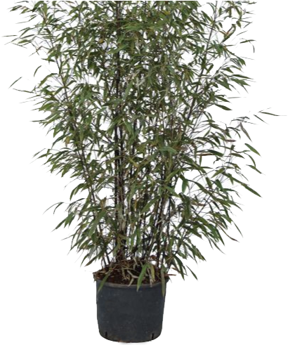 Thumb 1 Thumb 1 - Homebase Black Bamboo - 10l (520x490), Png Download
