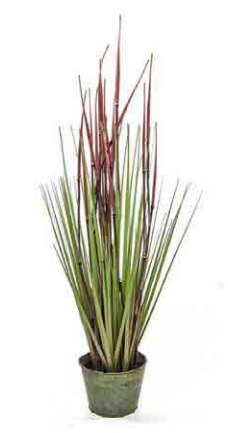 Tree Locate Bamboo Grass In Zinc Pot - Agave (470x470), Png Download