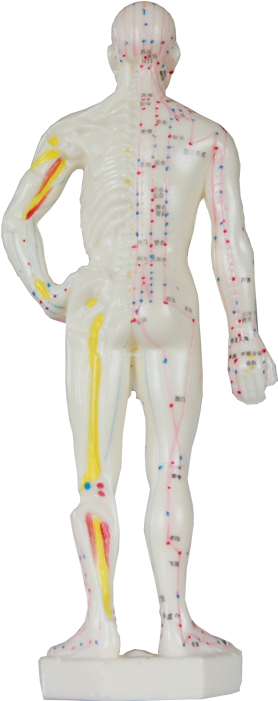 Manikin For Acupunctureproduct No - Human (700x700), Png Download