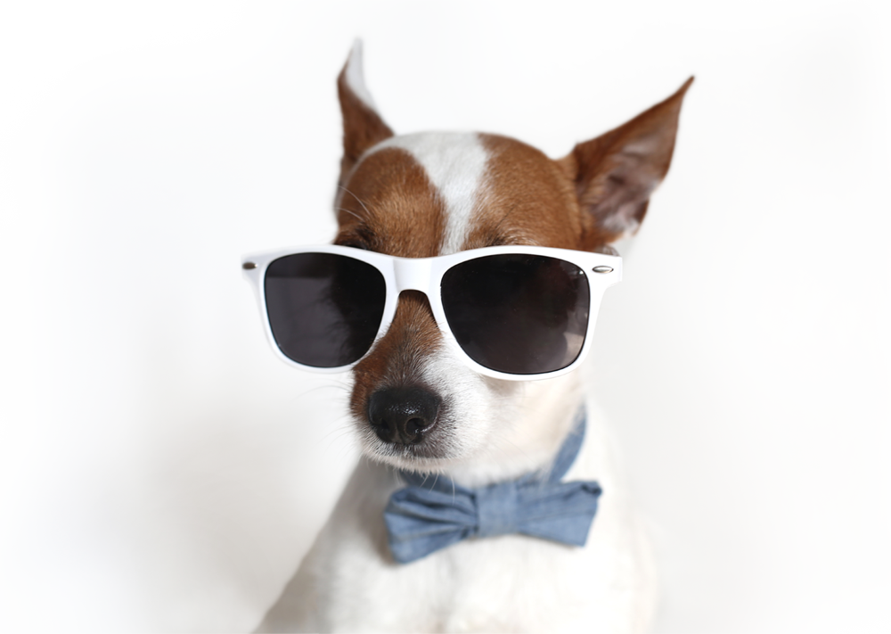 Vet Pet - Pet (1000x711), Png Download