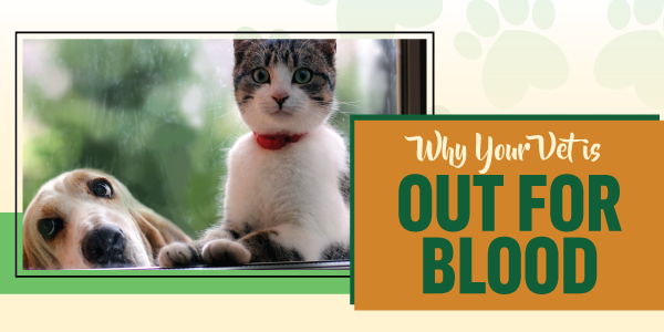 Why Your Vet Is Out For Blood - Como Perros Y Gatos Frases (600x300), Png Download