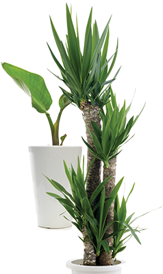 Office Plant Png Download - Plants (520x403), Png Download