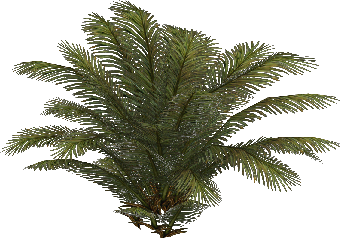 Bfplay4free Plant 6 - Date Palm (1134x1134), Png Download