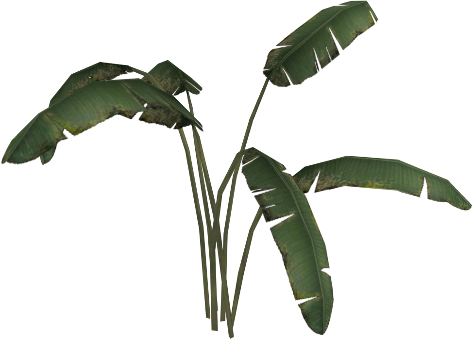 Banana Plant - Wiki (1000x1000), Png Download