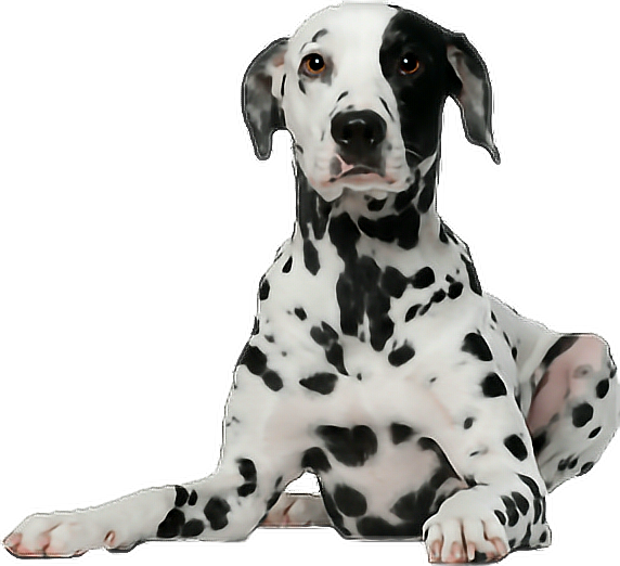 Beautiful Dalmation Dog Tshirt (572x522), Png Download