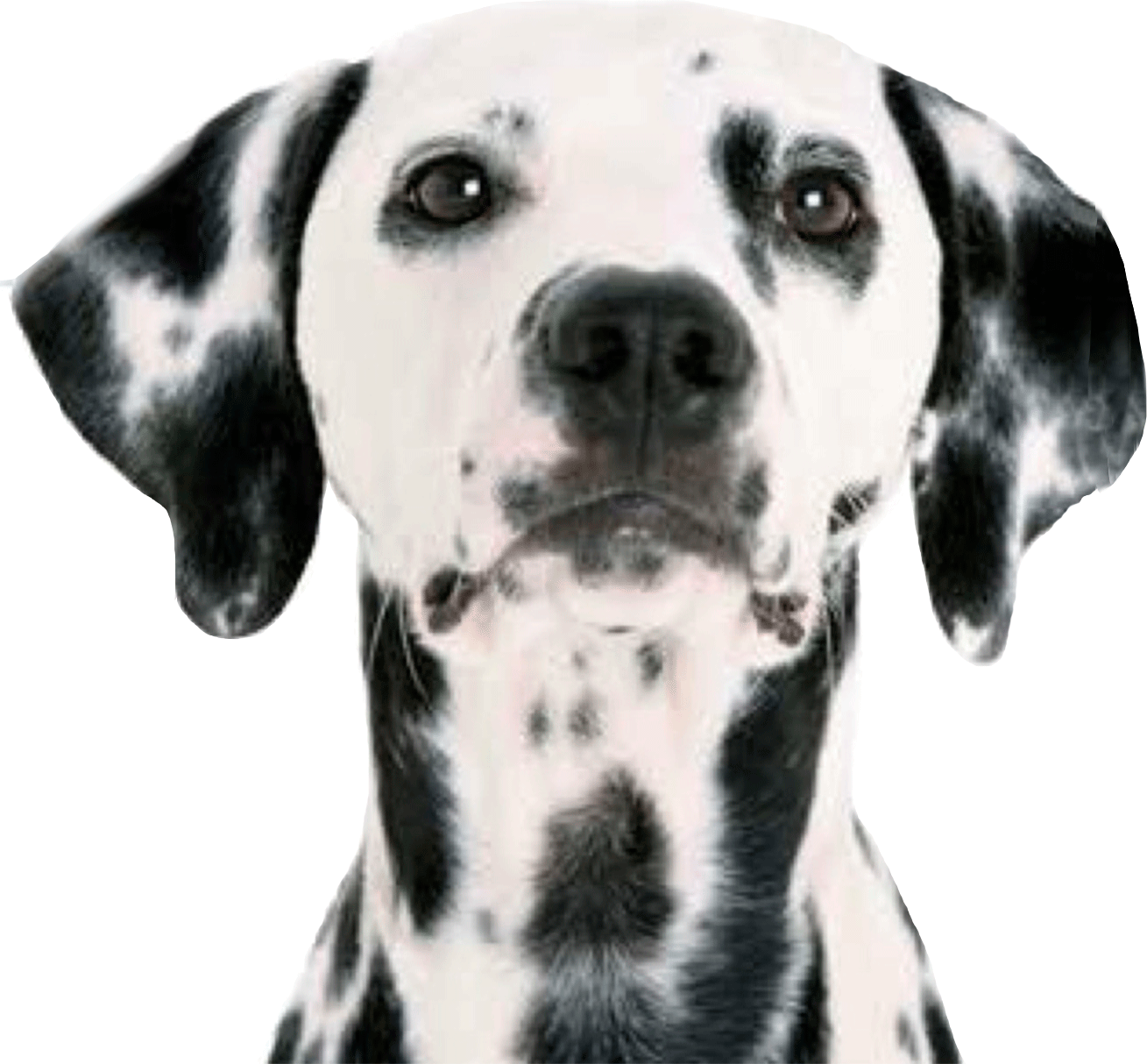 Dalmation - - Cool Animal Perler Bead Patterns (1309x1214), Png Download