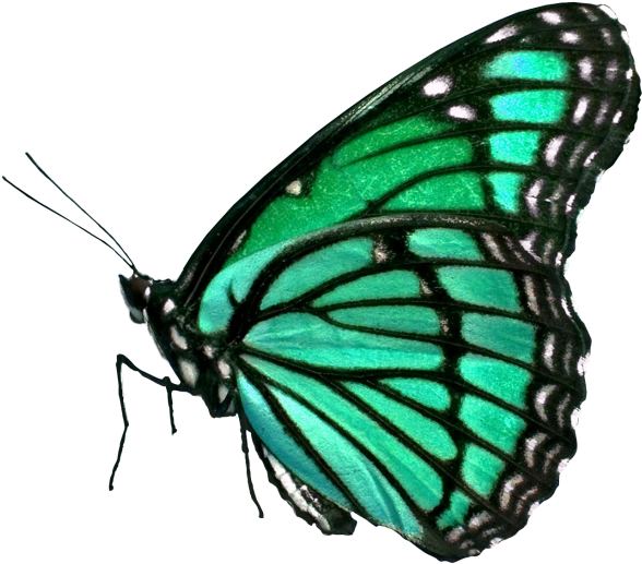 Butterfly - Summary Of To A Butterfly By William Wordsworth (866x650), Png Download