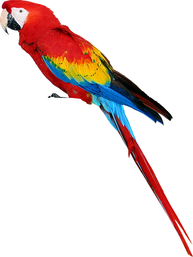 Transparent Birds Parrot - Parrot Png (622x826), Png Download