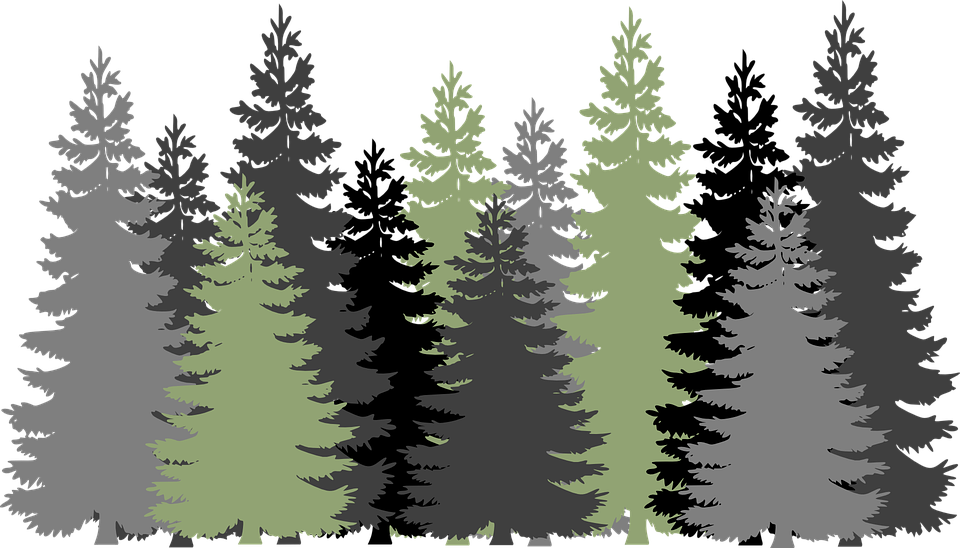 Evergreen Forest - Forest Clipart (960x548), Png Download