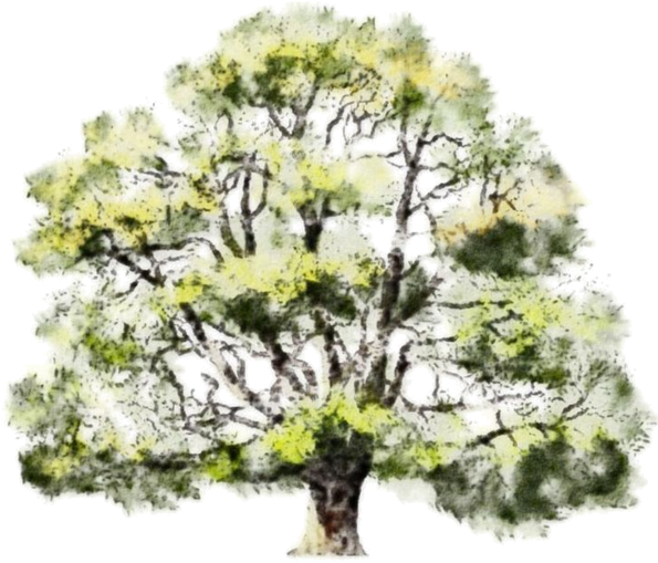 Read It - Watercolor Tree Drawing Png (600x518), Png Download