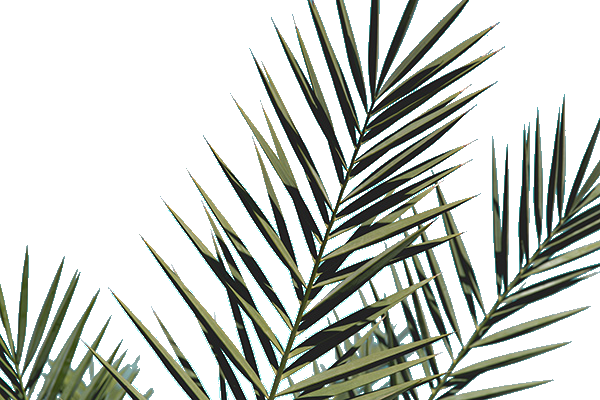 Required Options - Macbook Wallpaper Hd Palm Leaf (600x400), Png Download