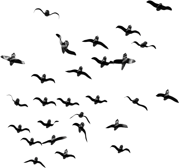 Birds Flying Png - Flock Of Birds Png (1290x649), Png Download