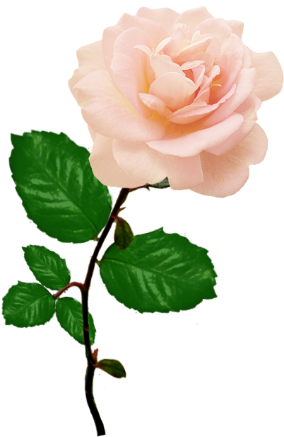 Single Rose Png Picture - Single Pink Rose Png (494x655), Png Download