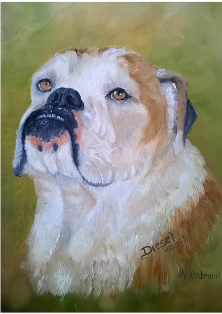 Pet Or Owner And Pet Portraits In Oils Or Watercolors - Australian Bulldog (449x800), Png Download