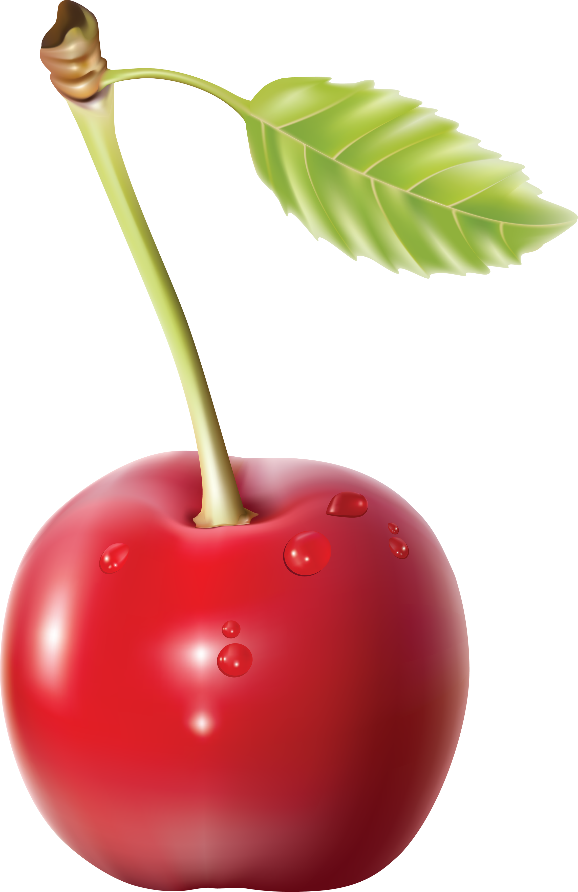 Cherry Png Image - Cherry Png (2285x3528), Png Download