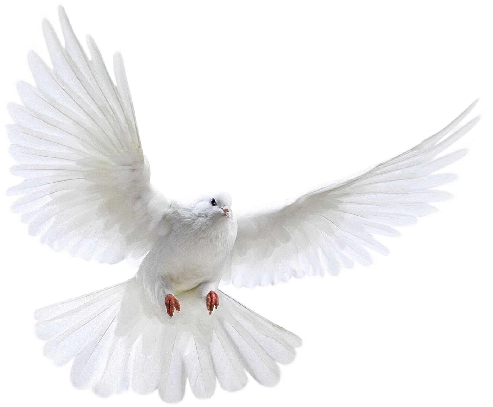 Isolated Photos Of Dove (2200x1956), Png Download