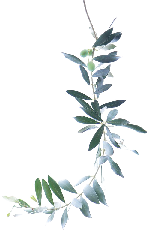 Watercolor Branch Png Picture Freeuse Stock - Olive Branch Watercolor Png (564x846), Png Download