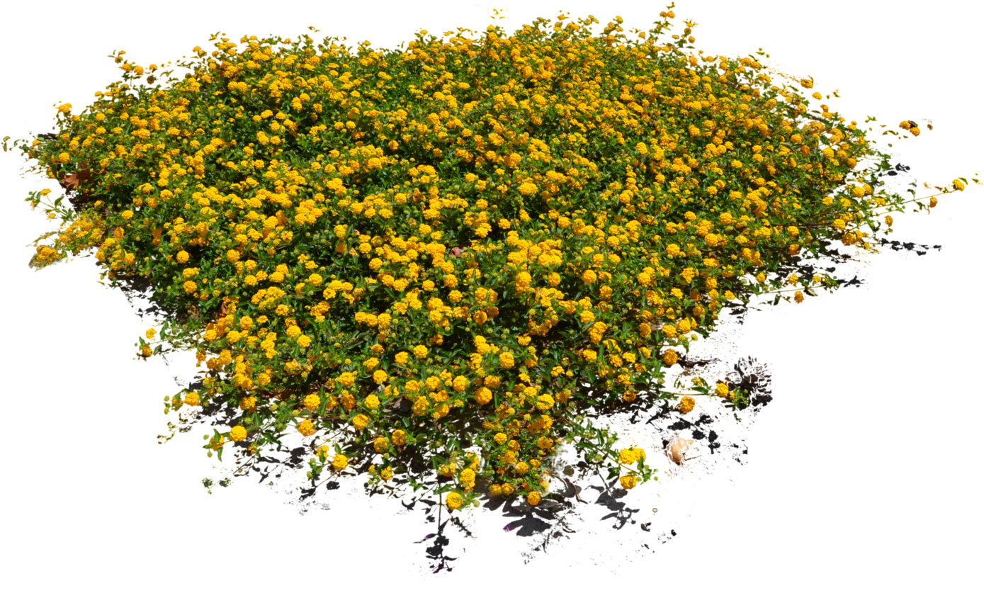 Flower Plant Png - Plants Png (1600x1060), Png Download