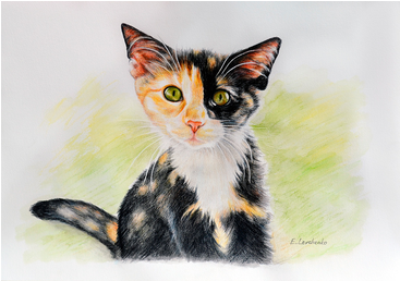 Cat Nala - Domestic Short-haired Cat (366x366), Png Download