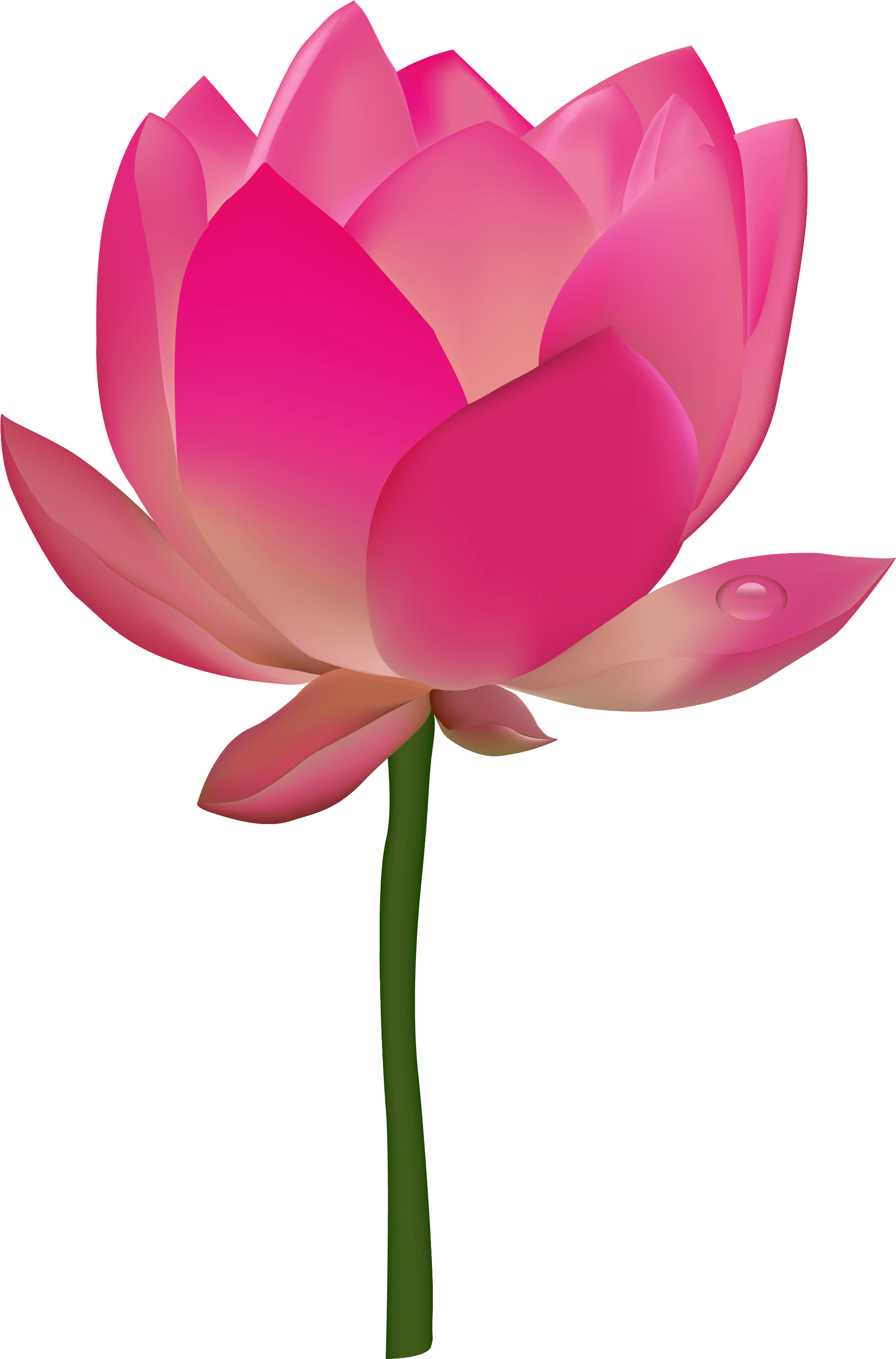 Lotus Flower Png Transparent Vector - Transparent Background Lotus Png (400x581), Png Download