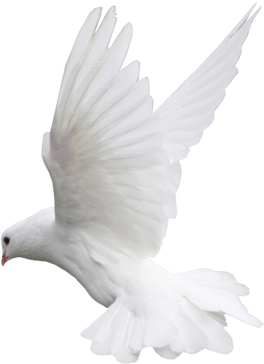 Dove Colombe Png Full Size Png Download Seekpng