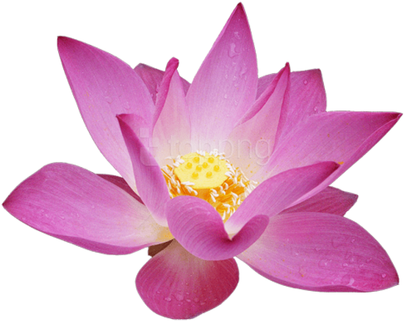 Lotus Flower Transparent Background (500x434), Png Download