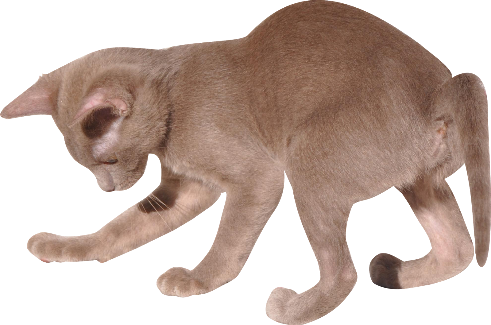 I Made A Version Of 200 X 132 Px - Transparent Background Cat Playing Transparent (1600x1059), Png Download