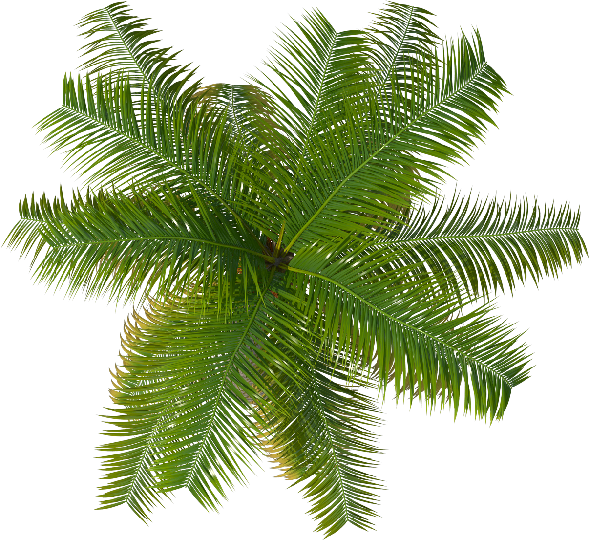 Palm Tree Top View Plant Palm Top View Png Transparent Clipart Image ...