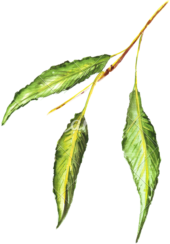 Graphic Library Library Hand Of Pencils Watercolor - Drawing (558x800), Png Download