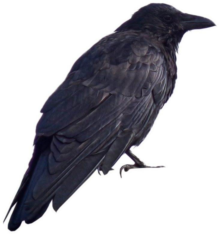 Visit - Dark Souls Crow Png (825x969), Png Download