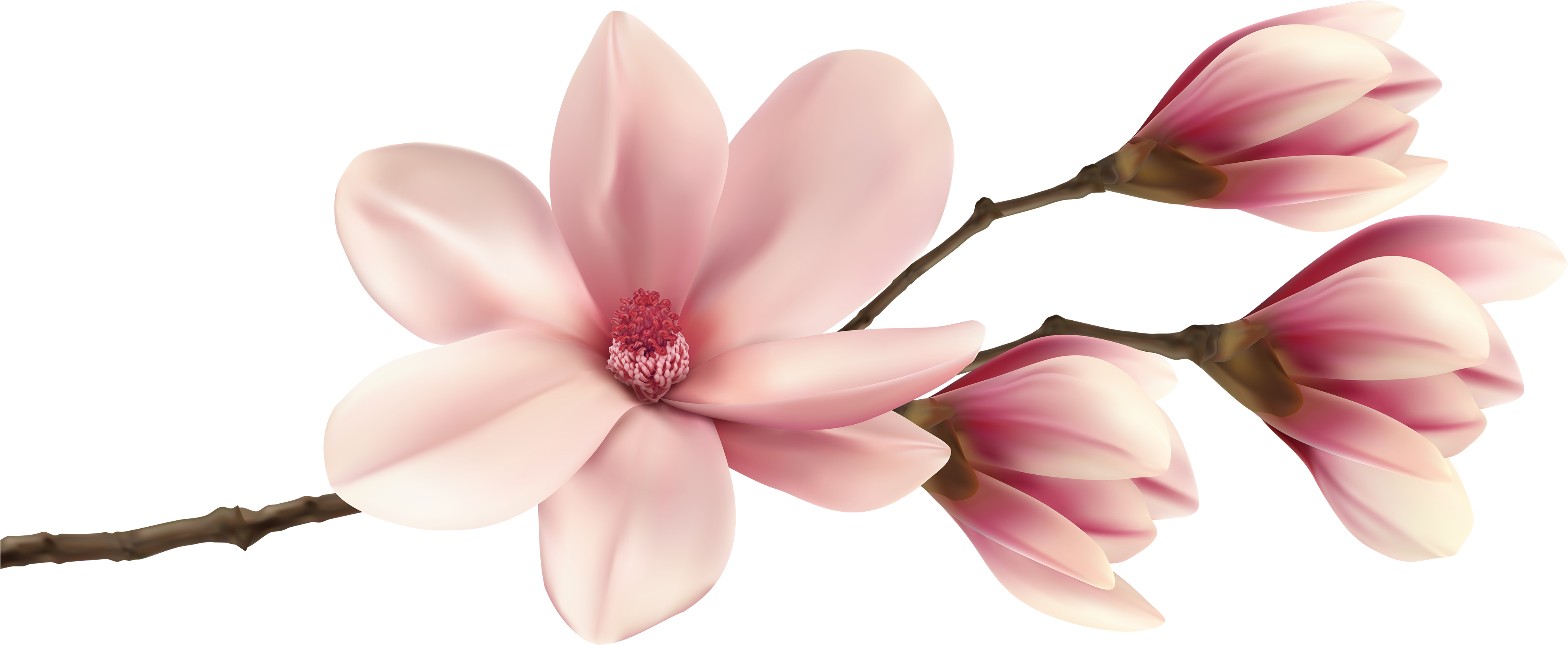 Spring Magnolia Branch Png Clip Art Image - Magnolia Png (4000x1763), Png Download