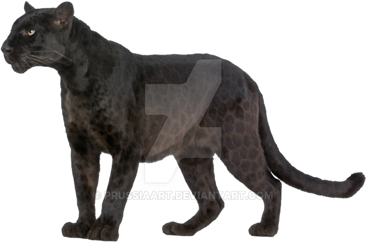 Clipart Royalty Free On A Background By Prussiaart - Black Panther Animal Without Background (900x635), Png Download