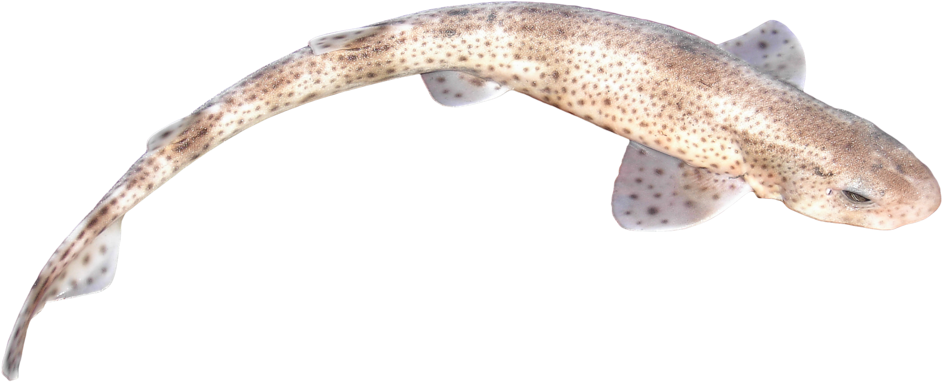Fish Image - Fish (1032x774), Png Download