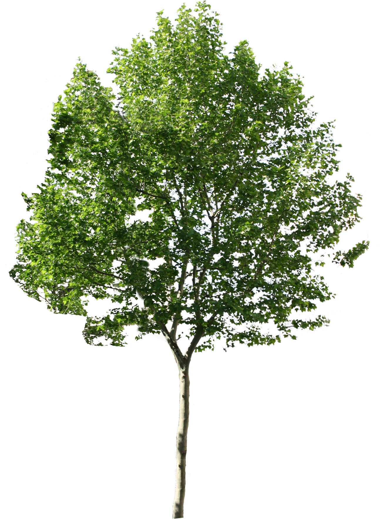 Share This Article - Tree Png (1114x1600), Png Download