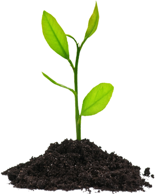 Free Icons Png - Plant Clipart Png (568x423), Png Download