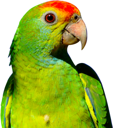 Parrot Png Transparent Image - Parrot Png (500x520), Png Download