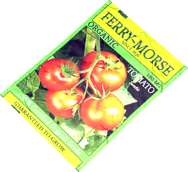 Bush Tomato (650x593), Png Download