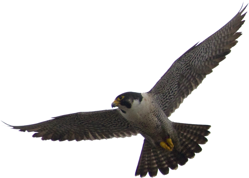 Go To Image - Peregrine Falcon Png (1057x846), Png Download