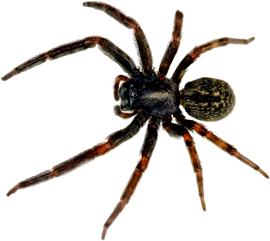 Spider Png (900x791), Png Download