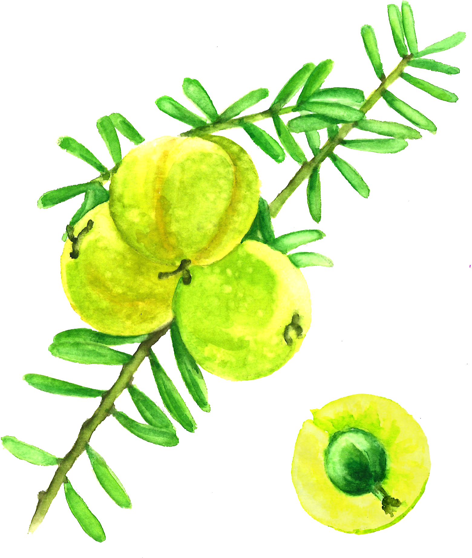 Amla Berries Indian Gooseberry Full Size Png Download Seekpng