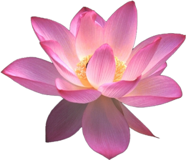 Blue Lotus Png - Frases De La Flor De Loto (400x352), Png Download