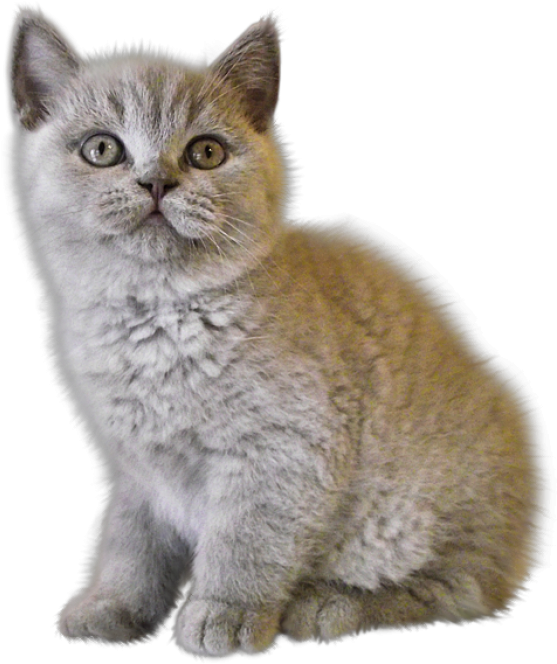 Cute Photo Editor Frame (513x595), Png Download