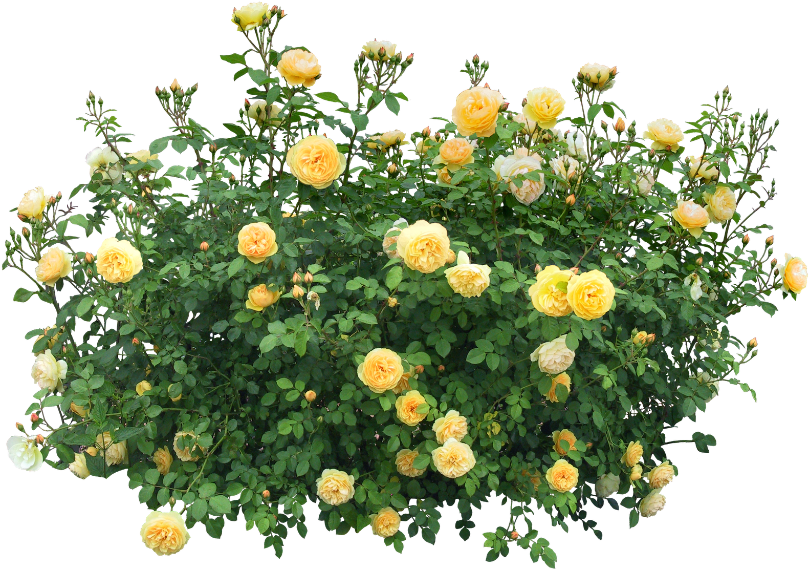 Rose Flower Tree Png (1600x1126), Png Download
